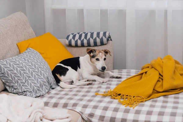 Jack Russell, senior dog, is napping on sofa with yellow pillows and plaid. Concept of autumn melancholy and cozy feelings at home