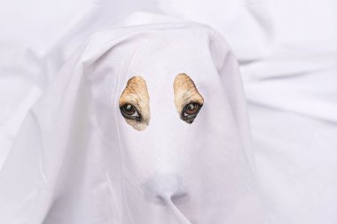 Beyaz çarşafların arasından bakan, hayalet gibi giyinmiş, kameraya bakan köpeklerin yakın çekimi. Evcil Cadılar Bayramı kostümü