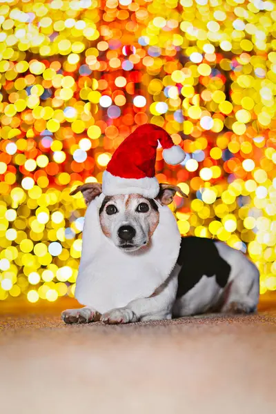 stock image Cute dog wearing Santa hat and beard, lying down with background of colorful festive bokeh lights. Christmas pet costume