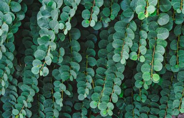 Closeup of lush green foliage with round leaves forming dense and vibrant natural background clipart