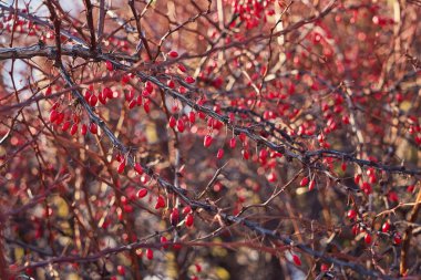 Dikenli dallarda kırmızı böğürtlen, yumuşak kış güneşi ışığı, doğal doku