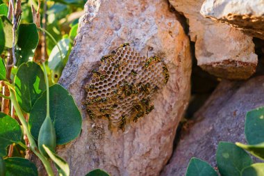 Close-up of wasp nest with active wild yellow-black wasps, natural condition clipart