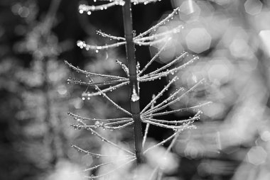 Çiğ damlalarıyla süslenmiş, doğal dokular sergilenen narin dalların sanatsal siyah beyaz fotoğrafı.