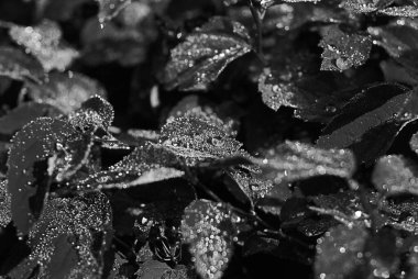 Yoğun yapraklar üzerine dağılmış su damlacıkları yüksek kontrastlı siyah ve beyaza yakalanmış.