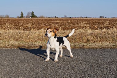 Küçük Jack Russell Terrier kaldırımlı yolda dikiliyor, tetikte, kırsal alanda ve arka planda ağaçlarla