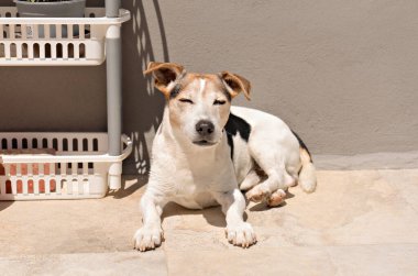 Jack Russell Terrier seramikli verandada güneşlenirken, gözleri kapalı