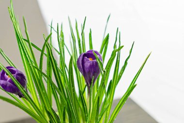 Yeşil yapraklı çiçek açan, bahar tazeliğini sembolize eden,