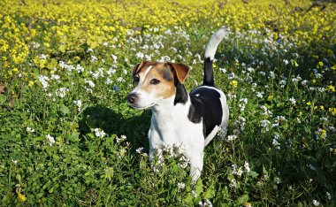 Enerjik Jack Russell Terrier köpeği sarı ve beyaz kır çiçeklerinin açtığı alanda duruyor.