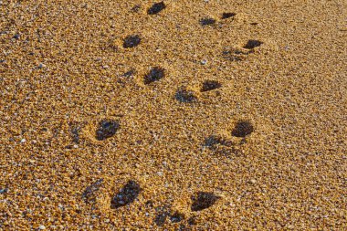 Closeup of footprints imprinted on wet pebble beach, glowing under warm golden light and showcasing rich texture and natural beauty clipart