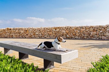 Jack Russell Teriyer Köpek ahşap bankta yatıyordu. Etrafı yeşilliklerle çevriliydi. Arkaplanda taş duvar ve mavi gökyüzü vardı.