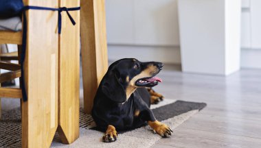 Black dachshund resting on rug in bright kitchen, surrounded by wooden furniture. Dog appears relaxed and content, showcasing homey atmosphere clipart