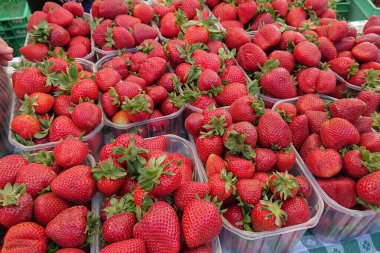 Dolgun çilek sıraları, berrak kaplarda istiflenmiş, canlı kırmızı renkli çilekler, hasat mevsiminin başlangıcını işaret ediyor.