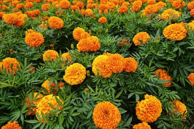 Marigold kümeleri kültürel şenliği, insanları parlak mevsimsel ruhla bağlayan şenliği, çiçek geleneklerini içten bir kutlamaya dönüştüren doğanın cömertliğini vurguluyor.