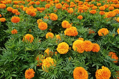 Portakal çiçekleri hasat kutlamalarının, sonbahar mirasının etrafındaki birliği temsil eden kutlamaların, parlak kadife çiçekleri ve ortak gelenekler arasındaki taze sinerjinin işaretlenmesini kutluyorlar.