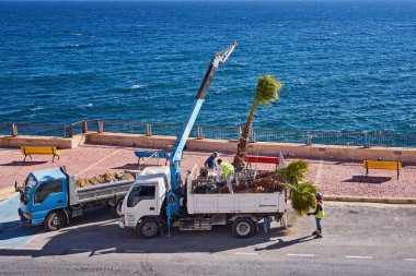 Turna kamyonu kıyı şeridi boyunca uzanan bir peyzaj projesi kapsamında bir palmiye ağacını kaldırırken, arka planda açık mavi su bulunuyor: Xghajra, Malta-16.06.2020