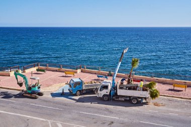 İşçiler kıyı şeridi boyunca palmiye ağaçları dikmek için vinç ve inşaat ekipmanı kullanıyorlar: Xghajra, Malta-16.06.2020