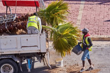 Şehir peyzajı için palmiye ağaçlarını boşaltıp düzenleyen takım, kıyı şeridini yeşillikle zenginleştiriyor: Xghajra, Malta-16.06.2020
