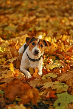 Genç köpek sonbahar yapraklarında uzanır. Etrafı altın tonlarla çevrilidir. Sonbahar ayarları sıcaklığı ve sükuneti, sonbahar atmosferi evcil hayvan, doğa ve mevsimsel içerikler için idealdir.