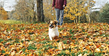 Şehir parkında yaprak halı üzerinde duran küçük beyaz kahverengi melez köpek, parlak yeşillik, sakin ruh hali, gündüz yürüyüşü