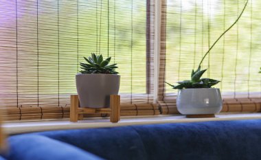 Two potted succulents on sunny windowsill with bamboo blinds and soft greenery outside, calm cozy interior mood