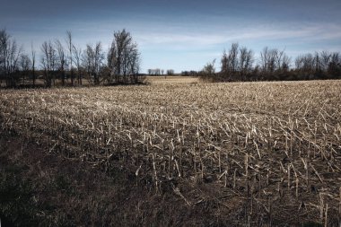 Quebec Kanada 'daki tarla çiftliği 2023