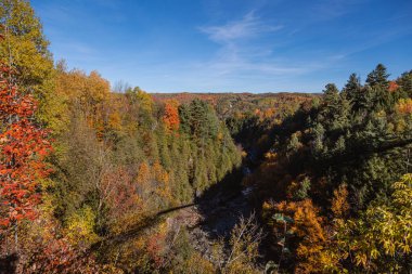 Sonbahar ormanlarında ağaçlarda renkli yapraklar, Coaticook, Kanada 2023