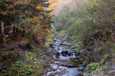 Sonbahar ormanlarında ağaçlarda renkli yapraklar, Coaticook, Kanada 2023