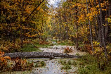 Quebec 'te Güzel Sonbahar, Kanada 2023