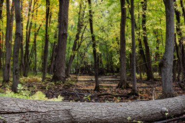 Quebec 'te Güzel Sonbahar, Kanada 2023