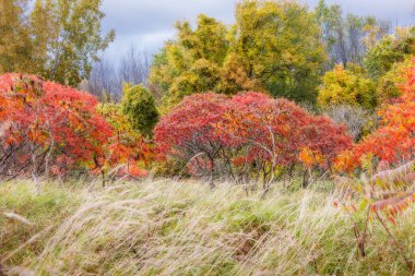Quebec 'te Güzel Sonbahar, Kanada 2023