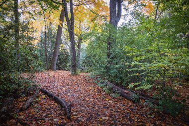 Quebec 'te Güzel Sonbahar, Kanada 2023