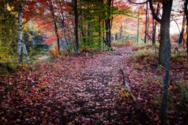 Quebec 'te Güzel Sonbahar, Kanada 2023