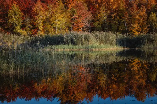 Осенний Момент Канадском Квебеке 2023 Года Стоковое Фото