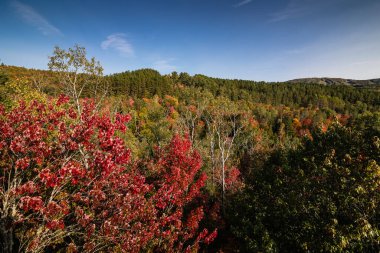 Ulusal Park sonbahar renkleriyle panoramik manzara, Kanada Quebec