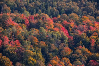Kanada 'nın Quebec kentindeki Laurentian dağlarındaki kıvrımlı nehir manzarası sonbahar mevsiminde kırmızı, turuncu ve sarı ağaçlarla çevrilidir.