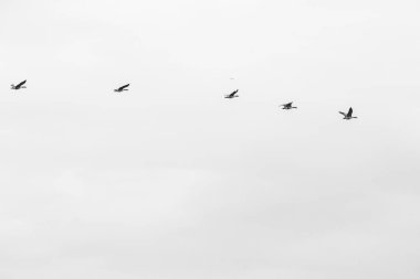 Bulutlu bir gökyüzünün altında merkezinde su birikintisi olan çamurlu bir arazide su ve çayır gibi doğal elementlerin güzelliğini gözler önüne seren bir kırsal alan.