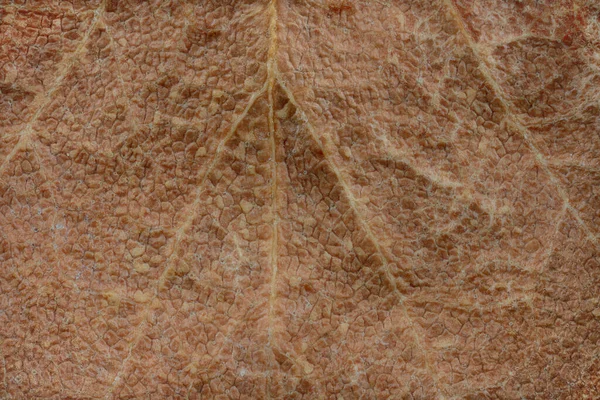Zbliżenie Struktury Suszonego Miedzianego Liścia Bukowego Przedstawiającego Wzory Żyły — Zdjęcie stockowe