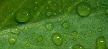 Yeşil yapraklı küçük ve büyük su damlacıklarından oluşan makroyu kapat.. 