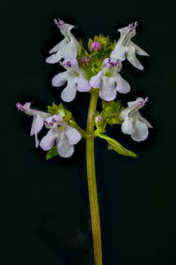 Thymus vulgaris, yaygın kekik çiçekleri, taç yaprağı tüplü soluk pembe ve izdüşümlü stamenler..