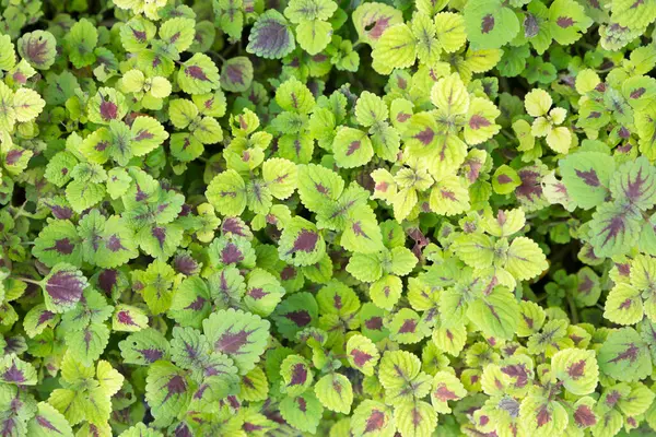 Background Fresh Green Purple Leaves Stock Photo