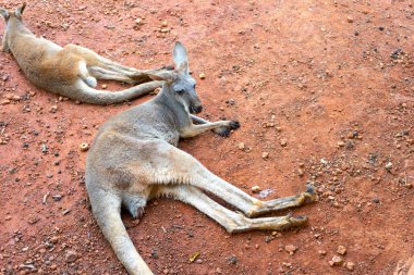 Hayvanat bahçesinde kanguru