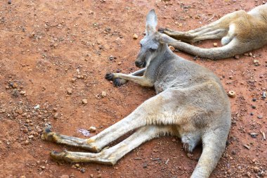 Kanguru hayvanat bahçesinde kumda uyuyor.