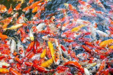 Gölde sazan balığı var. Karpatlar