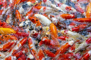 Su yüzeyli taze koi balığı..