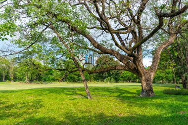 Doğanın güzel manzarası