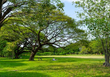 Yeşil park ve güzel gökyüzü olan ağaçlar..