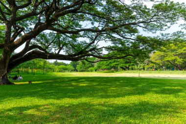 Parkta yeşil çimenler
