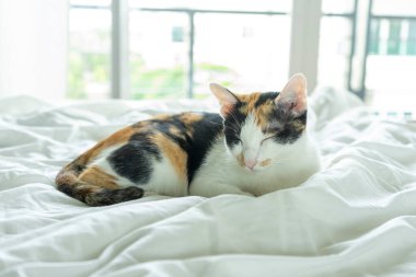 kedi yatakta uyuyor.