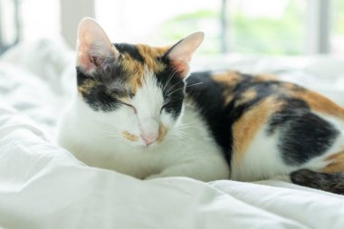 Tayland evcil kedisinin portresi