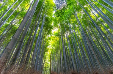Kyoto, Japonya 'daki büyük bambu ormanı.